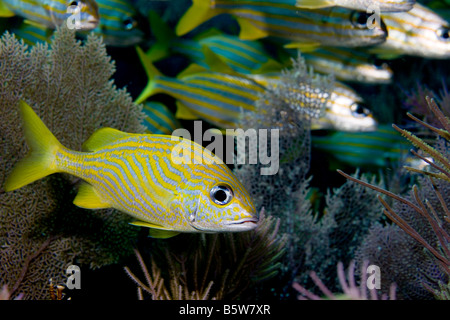 Nahaufnahme von einem französischen Grunzen (Haemulon Flavolineatum), Key Largo, Florida. Stockfoto