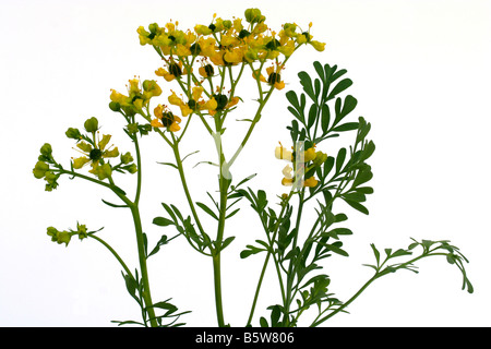 Rue Ruta graveolens Stockfoto