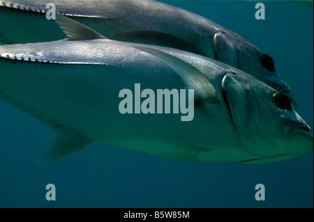 Pferdeauge Buchsen Stockfoto