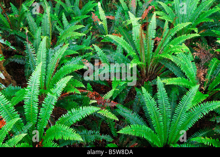 Regenwald, Oparara River Basin Oparara, Kahurangi Nationalpark Region Nelson, Südinsel, Neuseeland, Februar 2007 Stockfoto