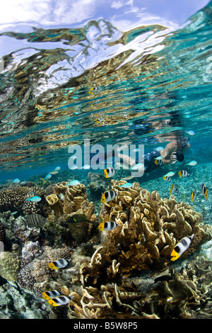 Bunte Tropenfische inmitten einer Coral Garden Stockfoto
