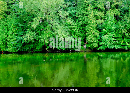 Grüne Reflexion eines Waldes in ruhiger Flusswasser Stockfoto