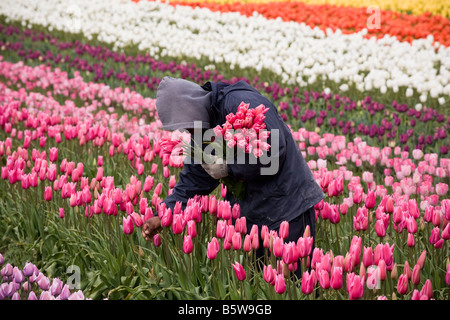 Landarbeiter im Tulpenfeld Landwirtschaft von Schnittblumen im Tulip Festival Skagit Valley Washington Stockfoto