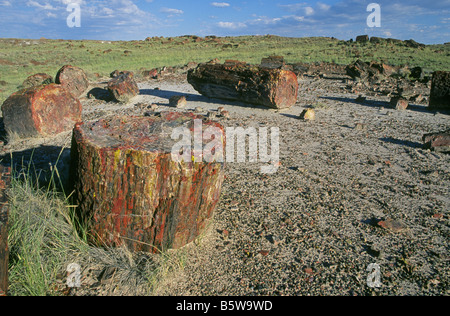 Riesige versteinerte Protokolle Wurf die Landschaft im Painted Desert, Petrified Forest National Park, Arizona. Stockfoto