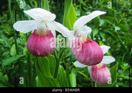 Auffällige Frauenschuh Orchideen (Cypripedium Reginae) Stockfoto