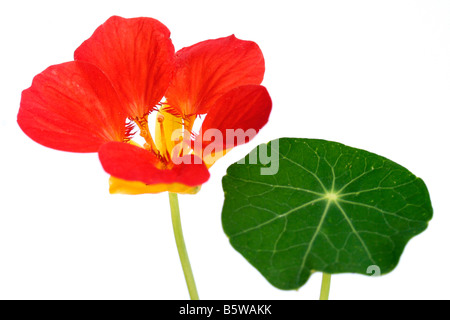 Kapuzinerkresse Tropaeolum majus Stockfoto