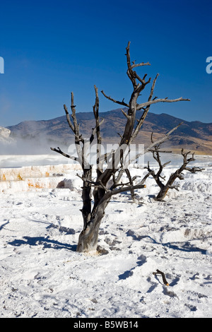 Hauptterrasse, Mammoth Hot Springs, Yellowstone-Nationalpark; Wyoming; USA; Stockfoto