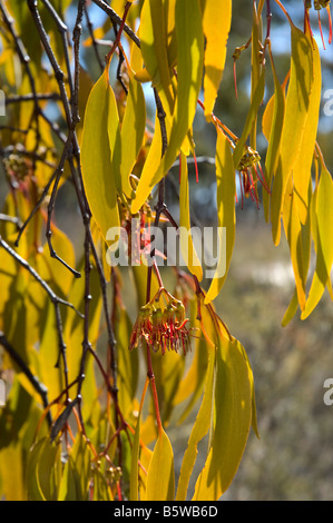 Australische herabhängenden Mistel in Blüte Stockfoto
