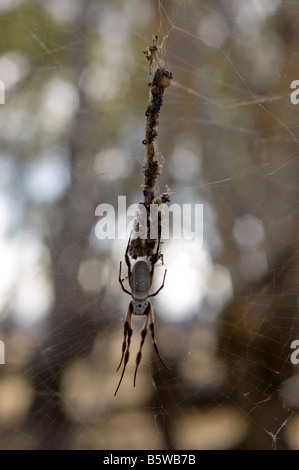 Australische Golden Orb weben Spinne - große Weibchen mit winzigen männlich Stockfoto