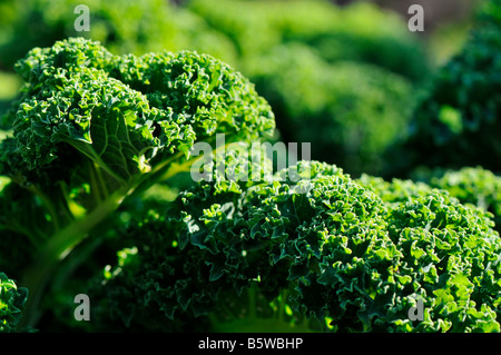 Brassica Oleracea oder Wilder Senf Stockfoto