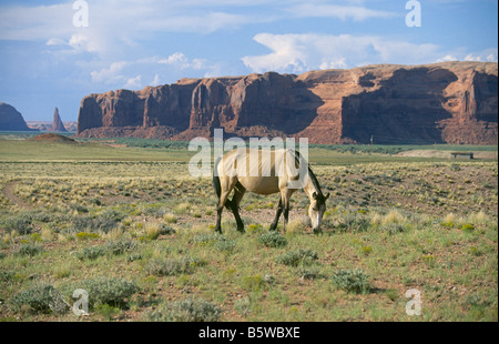 Ein unterernährt mageren Pferd ernährt sich von Rasen in der Wüste im Navajo-Reservat in Arizona Stockfoto