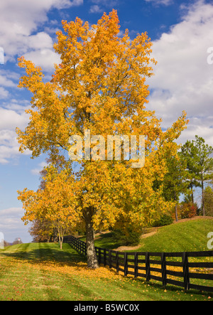 LOUDOUN COUNTY VIRGINIA USA bunte Herbstlaub auf Baum von Zaun entlang Weg 15 Stockfoto