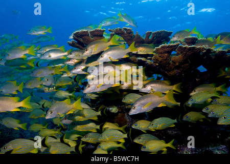 Fischschwärme in der Nähe von Elkhorn Korallen, Key Largo, Florida. Stockfoto