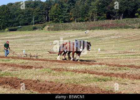 Zwei Pferde ziehen einen Pflug Surrey County Pflügen Match Country Fair Loseley Park Guildford Surrey GU3 1HS Tel 44 0 1483 30444 Stockfoto