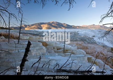 Kanarischen Frühling, Mammoth Hot Springs, Yellowstone-Nationalpark; Wyoming; USA; Stockfoto