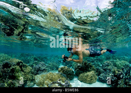 Schnorchler und harten oder steinigen Korallen Stockfoto