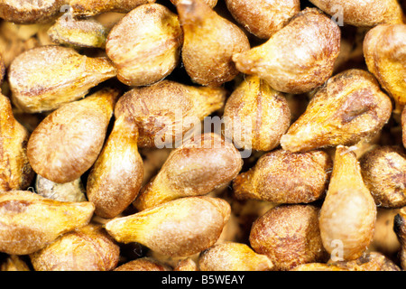 Gemeinsamen Weintraube Weinrebe (Vitis Vinifera), Traubenkerne Stockfoto