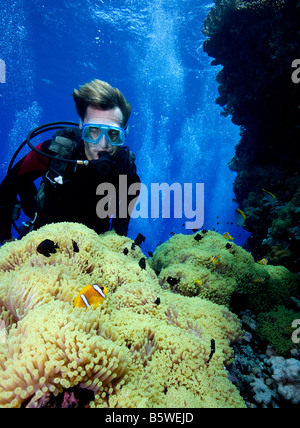 Taucher und Riffbarsche, Rotes Meer Stockfoto