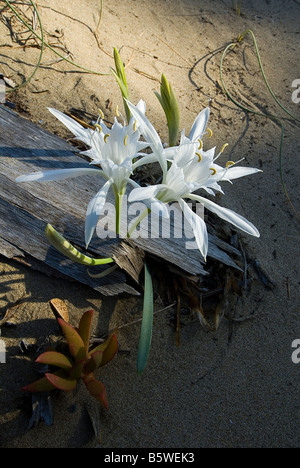 Blüte von Pancratium Maritimum im Nationalpark von Circeo in Italien Stockfoto