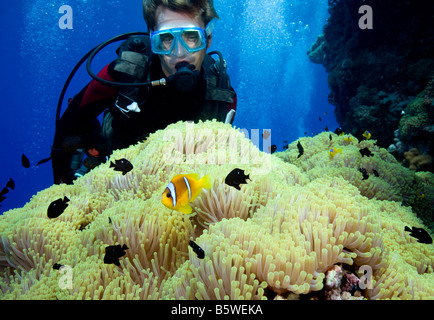 Taucher und Riffbarsche, Rotes Meer Stockfoto