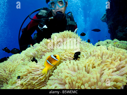 Taucher und Riffbarsche, Rotes Meer Stockfoto