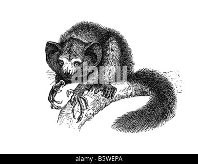 Aye-Aye, längliche Daubentonia Madagascariensis Familie Daubentoniidae Mittelfinger Stockfoto