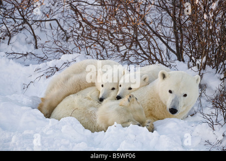 Eisbär hockte mit ihren zwei jungen in einer Schneeverwehung durch einige Weiden am Ufer des Wapusk-Nationalpark, Manitoba, Kanada Stockfoto