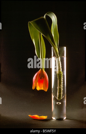 Verwelkte Blume, sterben Red Tulip herabhängenden in Glasvase vor schwarzen Hintergrund Stockfoto