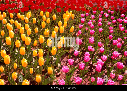 Gelb, rosa und roten Tulpen blühen in einem Garten im Frühling Stockfoto