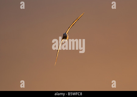 Black-Browed Albatros (Diomedea Melanophris) bei Sonnenuntergang über südlichen Ozean fliegen Stockfoto