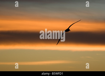 Silhouette des Black-Browed Albatros (Diomedea Melanophris) bei Sonnenuntergang über südlichen Ozean fliegen Stockfoto