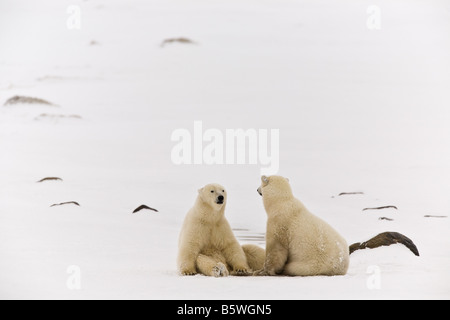 Zwei Eisbären, chillen, mit einem Gespräch auf der gefrorenen Tundra am Ufer des Wapusk-Nationalpark, Manitoba, Kanada Stockfoto