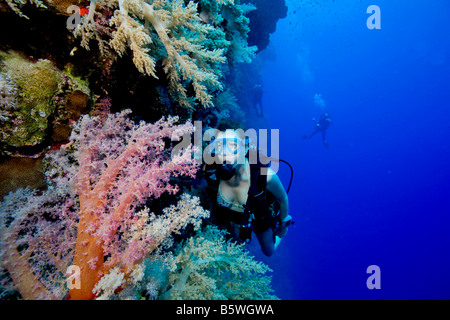 Taucher und Weichkorallen, Rotes Meer Stockfoto