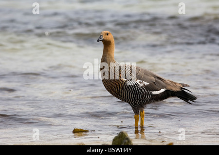 Weibliche Upland Gans (Chloephaga Picta Leucoptera), Kadaver Insel, Falkland-Inseln Stockfoto