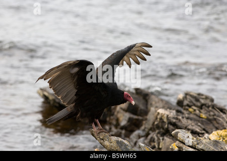 Falkland-Inseln, Türkei Geier (Cathartes Aura Falklandica), Kadaver Insel Stockfoto