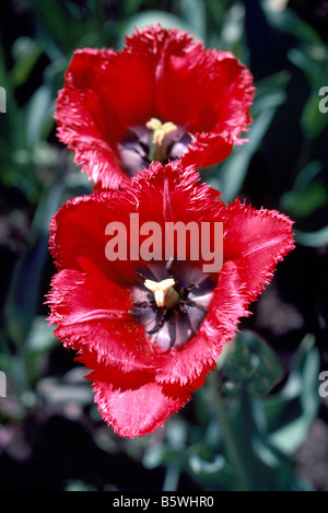 Schicke rote Tulpen blühen in einem Garten im Frühjahr Stockfoto