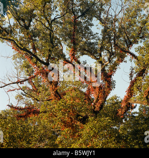 Japan Nara Herbst Bäume Stockfoto