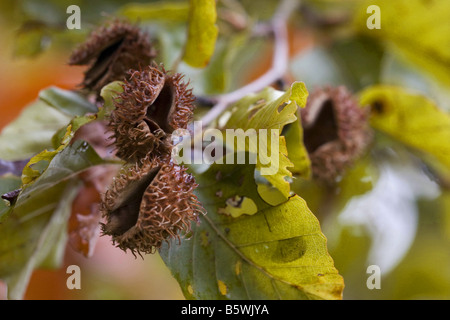 Rotbuche - Blätter und Bucheckern / Fagus Sylvatica Stockfoto