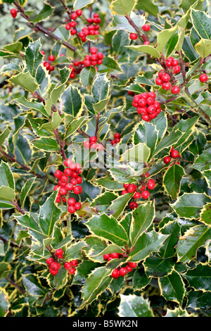 ILEX AQUIFOLIUM MADAME BRIOT Stockfoto