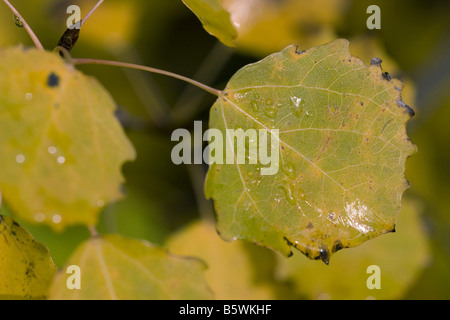 Gemeinsamen Aspen - Blatt / Populus Tremula Stockfoto