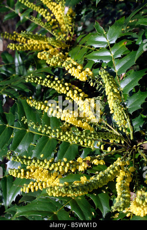 MAHONIA X MEDIA WINTER SUN AGM MITTE NOVEMBER Stockfoto