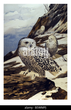 Schnee-Eule (Bubo Scandiacus), Arktis Eule die große weiße Eule Familie leptogrammica Stockfoto