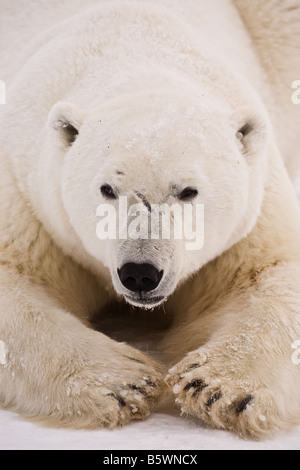 Nahaufnahme Gesicht auf Ansicht eines großen männlichen Eisbären Verlegung auf dem Schnee an den Ufern des Wapusk-Nationalpark, Manitoba, Kanada Stockfoto