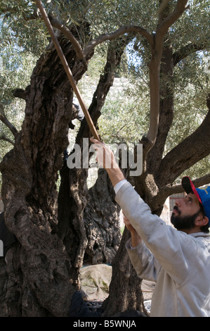 Israel Jerusalem Garten Gethsemani Oliven Ernte Stockfoto