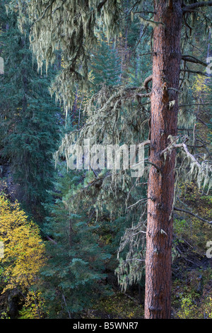 Ponderosa Pine moosbedeckten in Little Spearfish Canyon, Black Hills National Forest, South Dakota Stockfoto