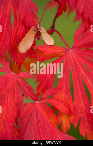 Tanzen Pfau-Ahorn, Acer Japonicum, Maiku Jaku, Aconitifolium, Blätter, Herbst, Baum, Portland Japanese Garden, Oregon Stockfoto