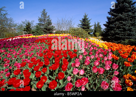 Tulpen blühen im Tulip Flower Garden, rot, rosa, Orange, Frühlingsblumen im Garten Stockfoto