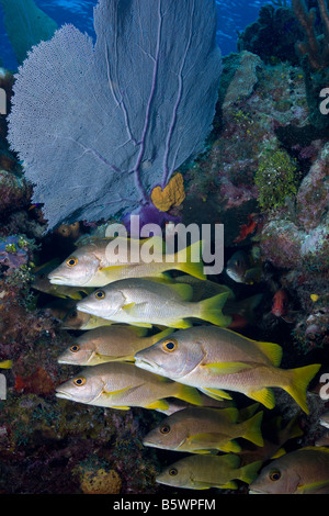 Eine Schule der Schulmeister-Schnapper (Lutjanus Apodus) ausgerichtet, in der Nähe von einem gemeinsamen Gorgonien (Gorgonia Ventalina), Little Cayman. Stockfoto