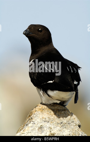 Little Auk oder Dovekie (Alle Alle) Stockfoto