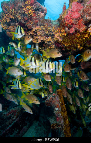 Fischschwärme auf dem Benwood Wrack, Key Largo, Florida. Stockfoto